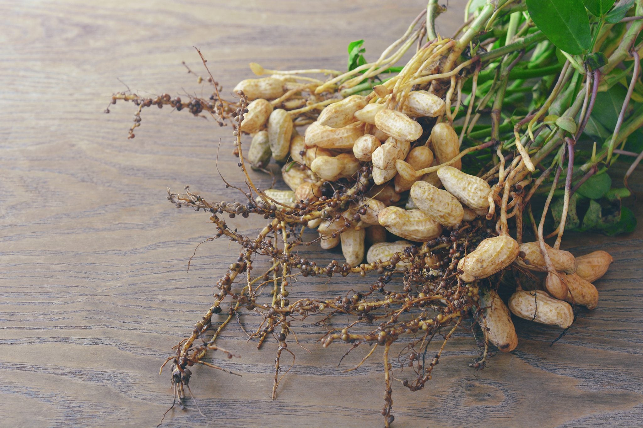 Peanuts